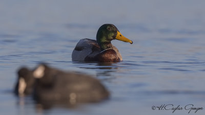 Mallard - Anas platyrhynchos - Yeşilbaş