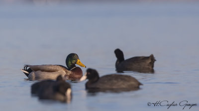 Mallard - Anas platyrhynchos - Yeşilbaş