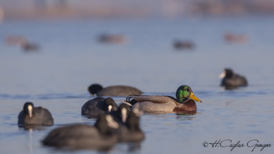 Mallard - Anas platyrhynchos - Yeşilbaş
