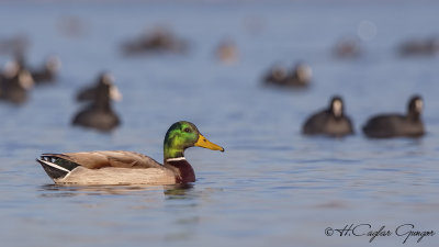 Mallard - Anas platyrhynchos - Yeşilbaş