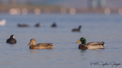Mallard - Anas platyrhynchos - Yeşilbaş