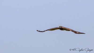Short-toed Snake Eagle - Circaetus gallicus - Yılan kartalı