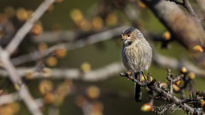 Long-tailed Tit - Aegithalos caudatus - Uzun kuyruklu baştankara
