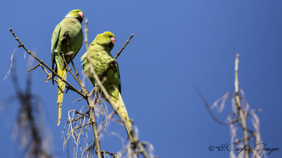 Ring-necked Parakeet - Psittacula krameri - yeşil papağan