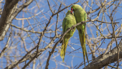 Rose-ringed Parakeet - Psittacula krameri - Yeşil papağan