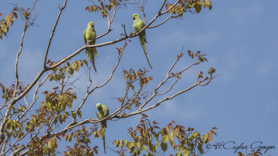 Ring-necked Parakeet - Psittacula krameri - yeşil papağan