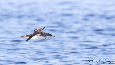 Yelkouan Shearwater - Puffinus yelkouan - Yelkovan