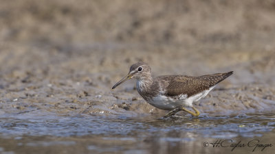 Green Sandpiper - Tringa ochropus - Yeşil düdükçün