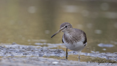 Green Sandpiper - Tringa ochropus - Yeşil düdükçün