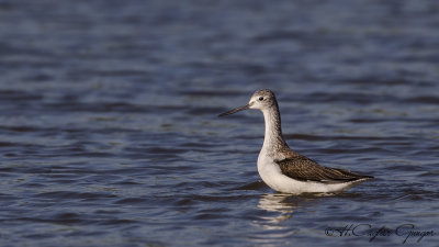 Common Greenshank - Tringa nebularia - Yeşilbacak