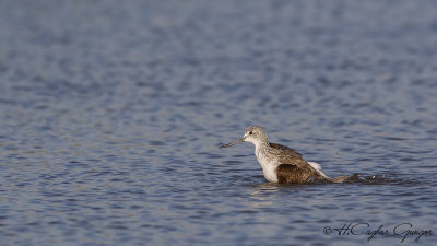 Common Greenshank - Tringa nebularia - Yeşilbacak