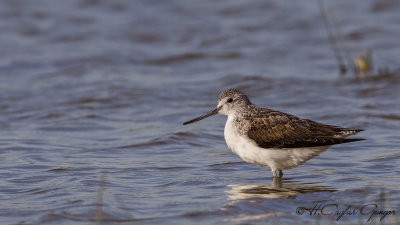 Common Greenshank - Tringa nebularia - Yeşilbacak