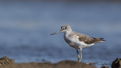 Common Greenshank - Tringa nebularia - Yeşilbacak