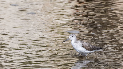 Common Greenshank - Tringa nebularia - Yeşilbacak