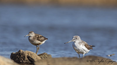 Common Greenshank - Tringa nebularia - Yeşilbacak