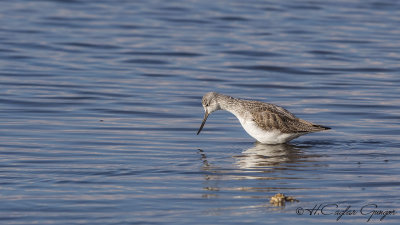 Common Greenshank - Tringa nebularia - Yeşilbacak