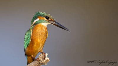 Common Kingfisher - Alcedo atthis - Yalıçapkını