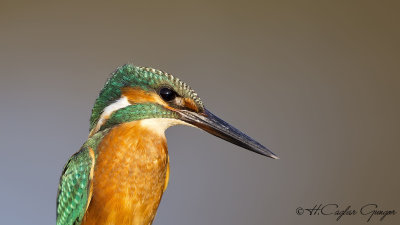 Common Kingfisher - Alcedo atthis - Yalıçapkını