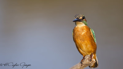 Common Kingfisher - Alcedo atthis - Yalıçapkını