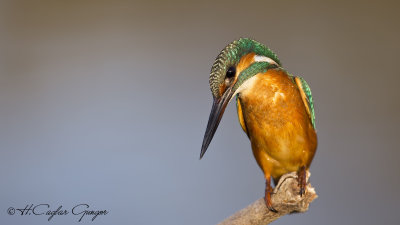 Common Kingfisher - Alcedo atthis - Yalıçapkını
