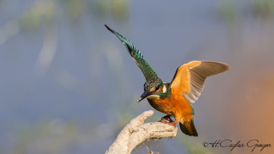 Common Kingfisher - Alcedo atthis - Yalıçapkını
