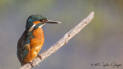 Common Kingfisher - Alcedo atthis - Yalıçapkını