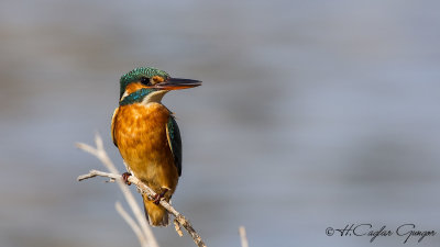 Common Kingfisher - Alcedo atthis - Yalıçapkını