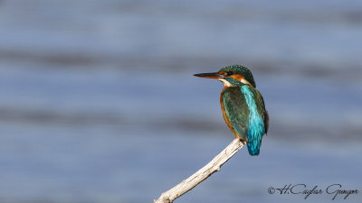 Common Kingfisher - Alcedo atthis - Yalıçapkını