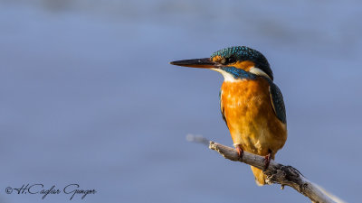 Common Kingfisher - Alcedo atthis - Yalıçapkını