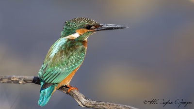 Common Kingfisher - Alcedo atthis - Yalıçapkını