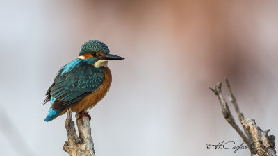 Common Kingfisher - Alcedo atthis - Yalıçapkını