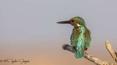 Common Kingfisher - Alcedo atthis - Yalıçapkını