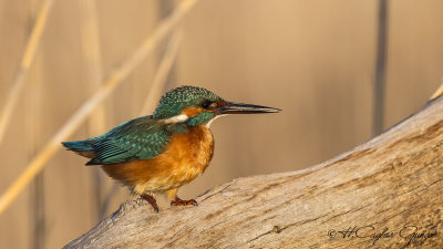 Common Kingfisher - Alcedo atthis - Yalıçapkını