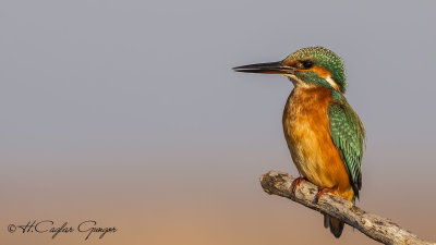 Common Kingfisher - Alcedo atthis - Yalıçapkını