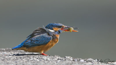 Common Kingfisher - Alcedo atthis - Yalıçapkını
