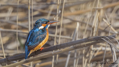 Common Kingfisher - Alcedo atthis - Yalıçapkını