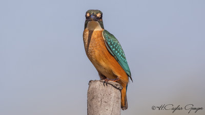 Common Kingfisher - Alcedo atthis - Yalıçapkını