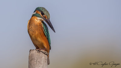 Common Kingfisher - Alcedo atthis - Yalıçapkını
