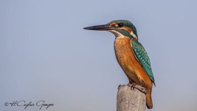 Common Kingfisher - Alcedo atthis - Yalıçapkını