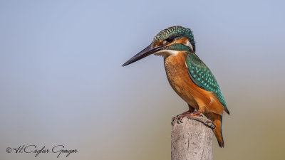 Common Kingfisher - Alcedo atthis - Yalıçapkını