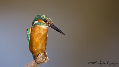Common Kingfisher - Alcedo atthis - Yalıçapkını