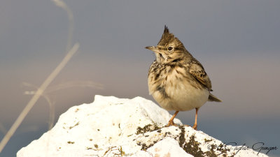 Crested Lark - Galerida cristata - Tepeli toygar