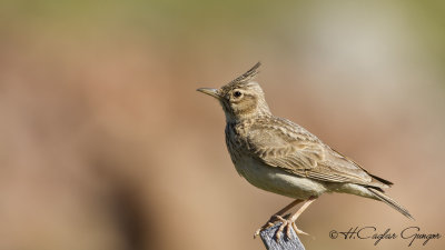 Crested Lark - Galerida cristata - Tepeli toygar