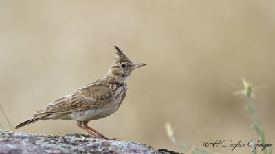 Crested Lark - Galerida cristata - Tepeli toygar