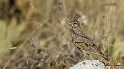 Crested Lark - Galerida cristata - Tepeli toygar