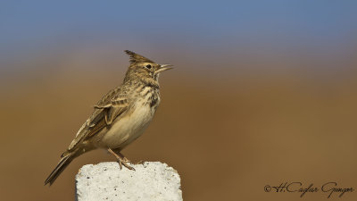 Crested Lark - Galerida cristata - Tepeli toygar
