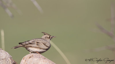 Crested Lark - Galerida cristata - Tepeli toygar