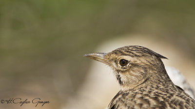 Crested Lark - Galerida cristata - Tepeli toygar