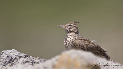 Crested Lark - Galerida cristata - Tepeli toygar