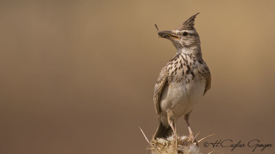 Crested Lark - Galerida cristata - Tepeli toygar